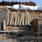 2013_ruegen_schaprode_06