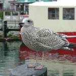 2015_mvp_warnemuende_18